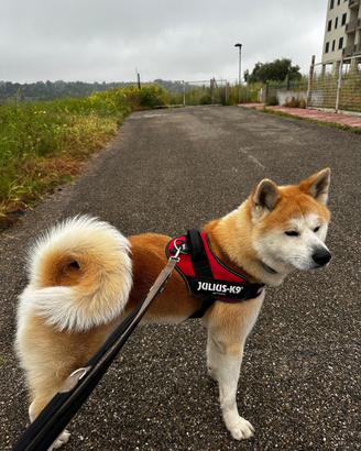 Akita Inu Maschio Disponibile per Accoppiamento