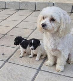 Cuccioli mini toy due mesi maschi