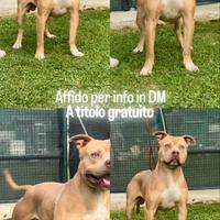 Affido American Pitbull Terrier