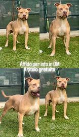 Affido American Pitbull Terrier