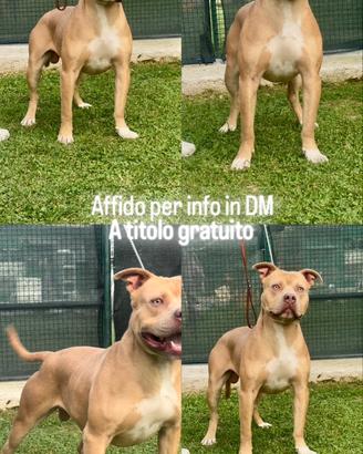 Affido American Pitbull Terrier