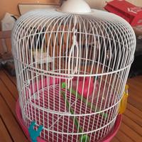 gabbietta per uccelli 