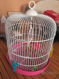 gabbietta per uccelli 