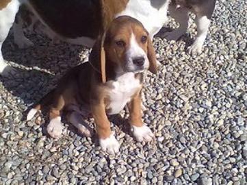 Beagle taglia piccola maschietto
