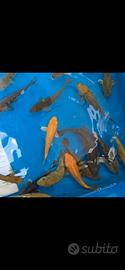 carpe koi