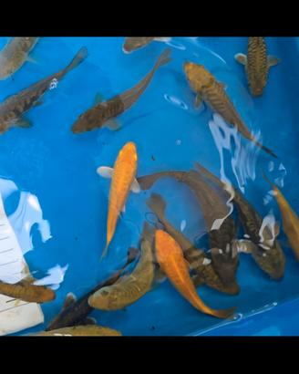 carpe koi