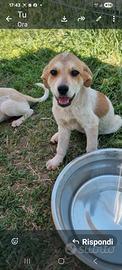 Paco: cucciolo 3 mesi coccolosissimo