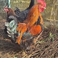 Gallo marans