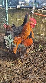 Gallo marans