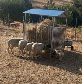 Mangiatoia per ovini e caprini,vitelli,cavalli,