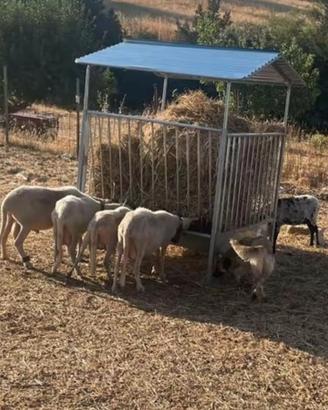 Mangiatoia per ovini e caprini,vitelli,cavalli,