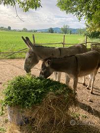 Coppia asini romagnoli