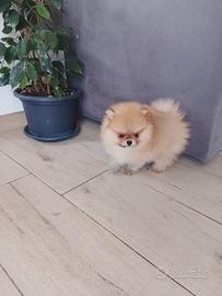 volpino di pomerania 