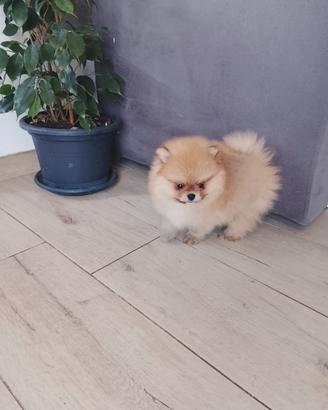volpino di pomerania 