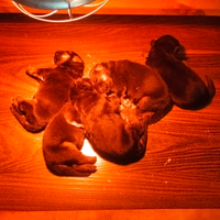 Cuccioli di pastore tedesco prenotabili