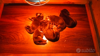 Cuccioli di pastore tedesco prenotabili