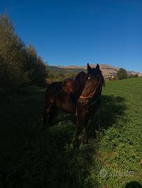 Puledra
