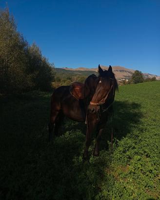 Puledra