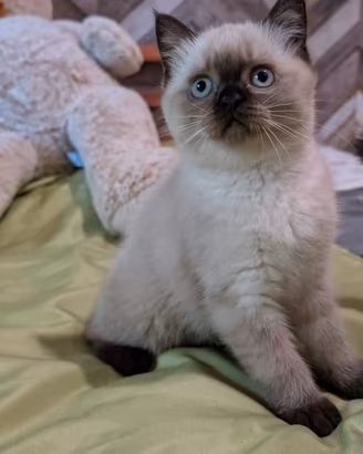 Scottish fold