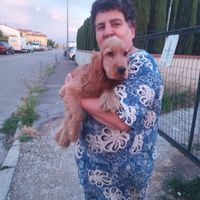 Cucciolo di cocker spaniel inglese maschio