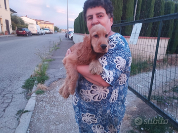 Cucciolo di cocker spaniel inglese maschio