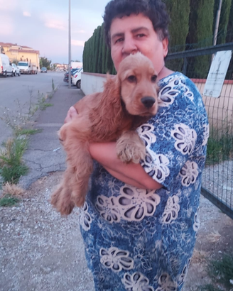 Cucciolo di cocker spaniel inglese maschio