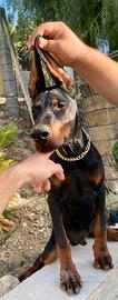 Dobermann