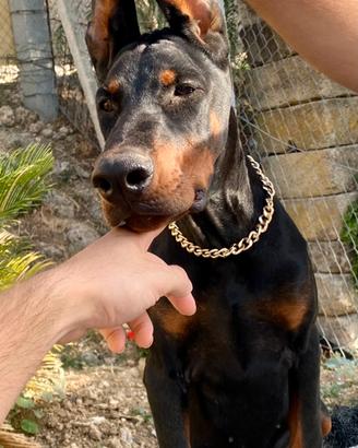 Dobermann