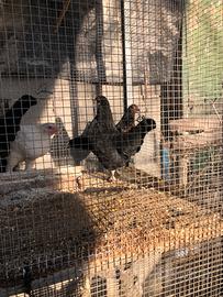 Galline e Galli Americani