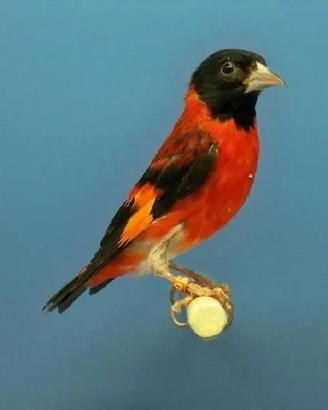 Cardinalini allevati a mano