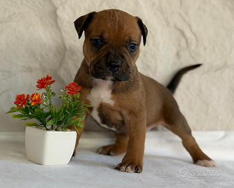 Cuccioli di pitbull
