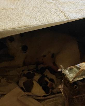 Cuccioli jack Russel