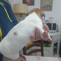 Cucciolo Jack Russel