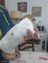 Cucciolo Jack Russel