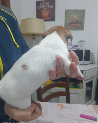 Cucciolo Jack Russel