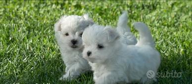 Maltese