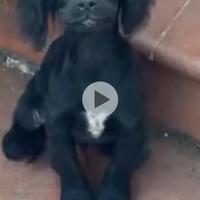 Cuccioli casa/tarufo