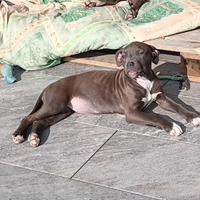 Cuccioli pitbull