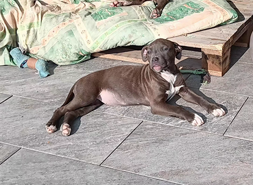 Cuccioli pitbull