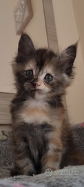 Cuccioli Maine Coon