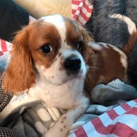 Cavalier King