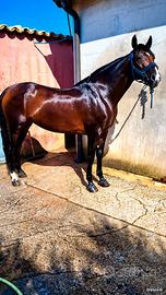 Cavalla andalusa