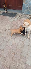Cuccioli miny