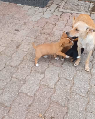 Cuccioli miny
