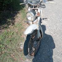 Gabbiano fbm