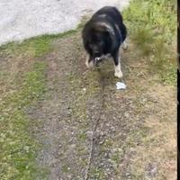 Cuccioli pastore del Caucaso