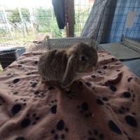 Coniglietto ariete nano miniloop