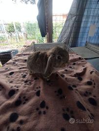 Coniglietto ariete nano miniloop