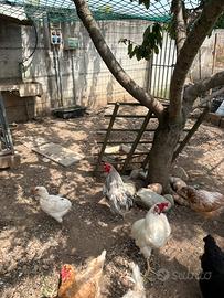 Galli araucana giovani