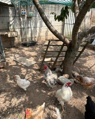 Galli araucana giovani